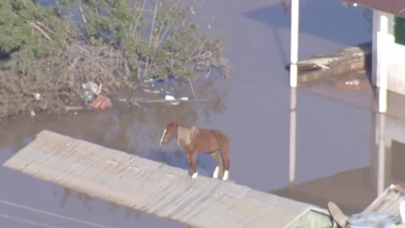 BOMBA: Acaba de morrer nosso querido CAVALO após Resgate de Enchent…Ver Mais