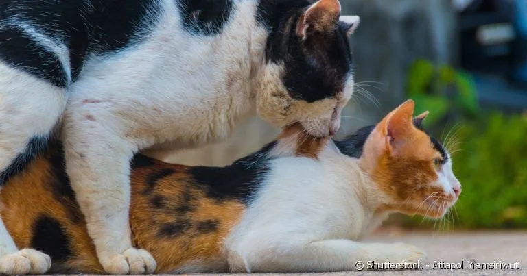 Por que os gatos fazem tanto barulho quando cruzam