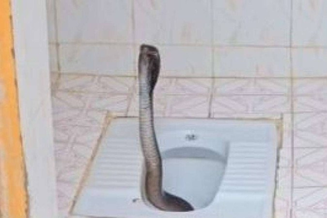 Vídeo: Mulher Encontra Cobra Gigante Dentro do Banheiro Enquanto Tem Intimidade Com…Veja o vídeo