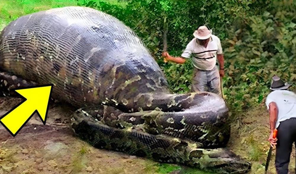 Chocante: Mulher Desaparecida é Encontrada Dentro de Cobra Gigante na Ind…Veja o vídeo