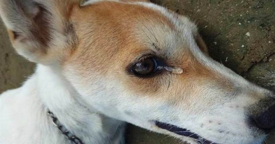 Cachorro Tenta Avisar Os Donos Latindo A Noite Inteira, Mas Ninguém Ligou… Ver Mais