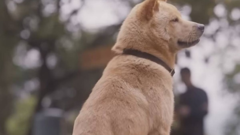 Chocante: Após M0rte do Dono, Cachorro Espera Ele Todos Os Dias Na Estação de Trem Até Qu…Veja o vídeo