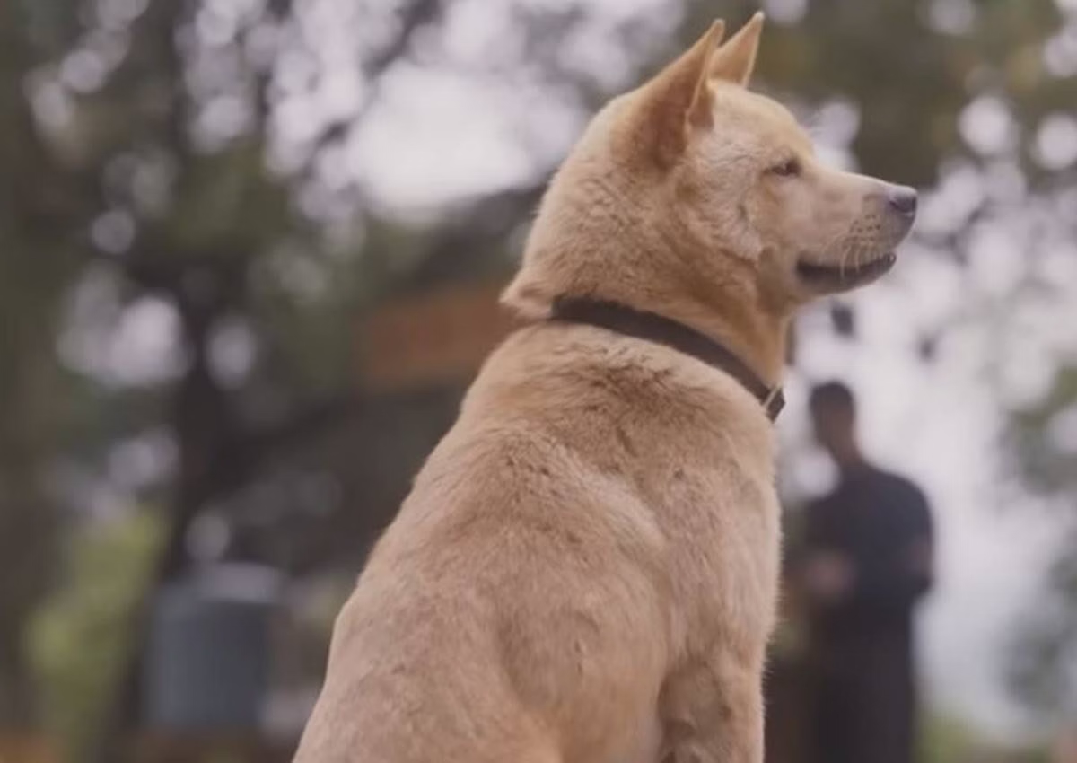 Chocante: Após M0rte do Dono, Cachorro Espera Ele Todos Os Dias Na Estação de Trem Até Qu…Veja o vídeo