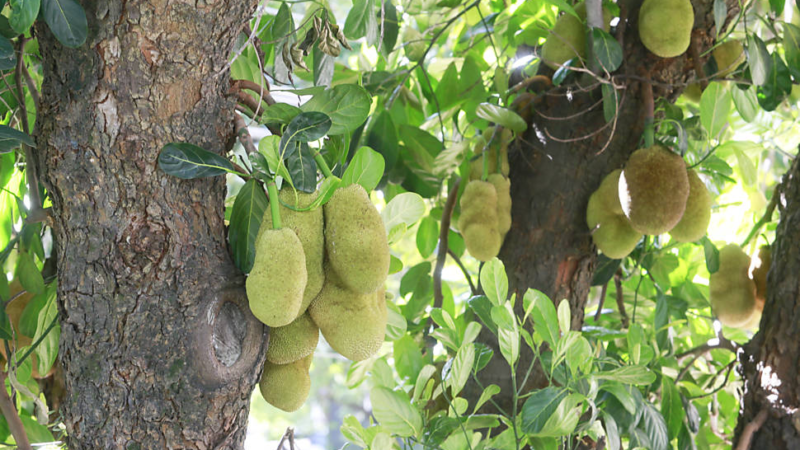 Chocante: Mulher dá frutas envenenadas para crianças de 7 e 8 anos para se vingar del…Ver mais