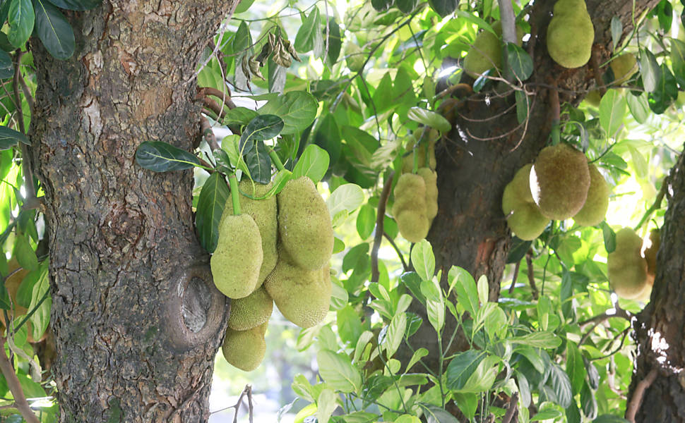 Chocante: Mulher dá frutas envenenadas para crianças de 7 e 8 anos para se vingar del…Ver mais