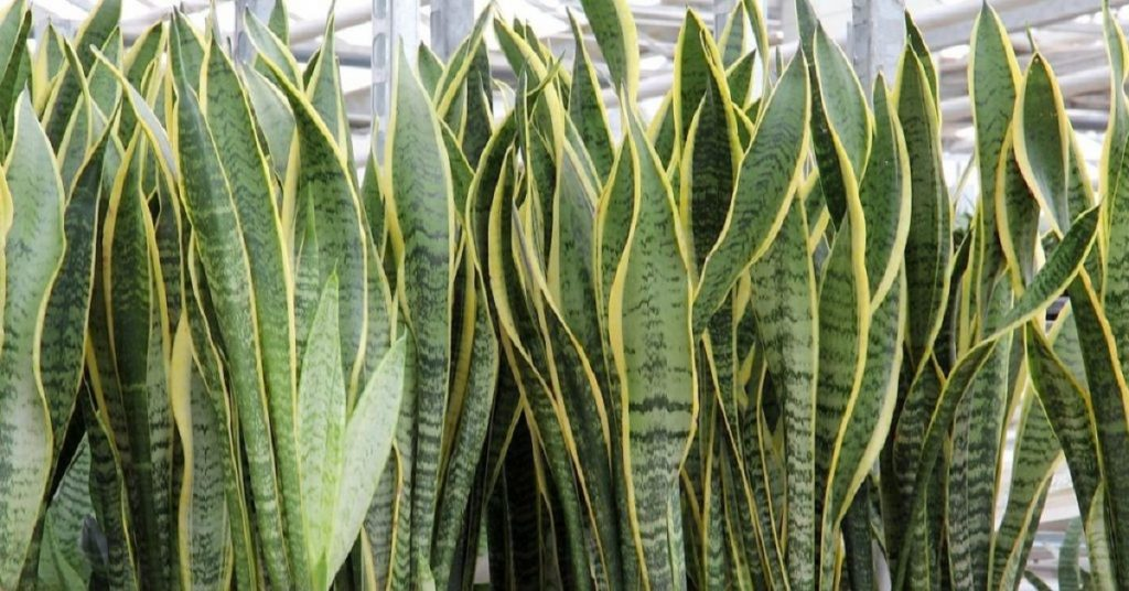 Se você tem qualquer uma dessas 6 plantas em casa, você precisa jogar fora agora mesmo porqu…Ver mais