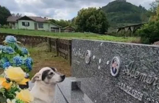 Cachorro Visita Seu Dono No Dia dos Finados, Ao Chegar Perto O Pior Acontec…Veja o vídeo