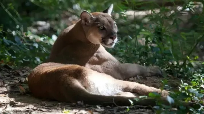 Homem é Atacado Por Tigre Selvagem Enquanto Fazia Se…Ver mais