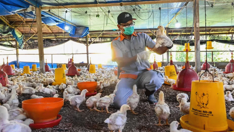 Ainda É Seguro Comer Ovos no Brasil Após Gripe Aviária? Especialista Diz…Ver mais