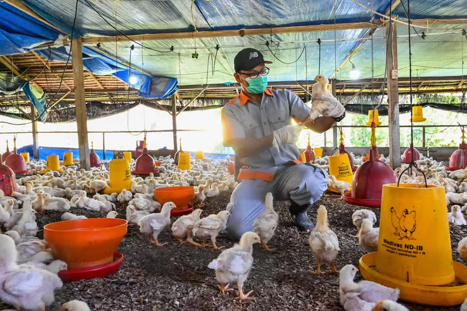 Ainda É Seguro Comer Ovos no Brasil Após Gripe Aviária? Especialista Diz…Ver mais