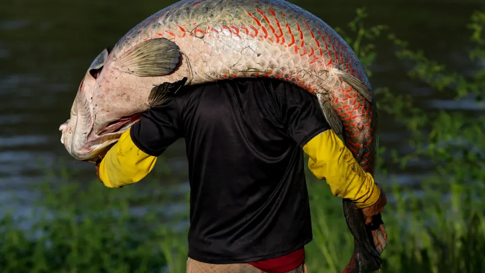 Pescador Captura Peixe Gigante de 2 Metros Após Usar Isc…Ver foto